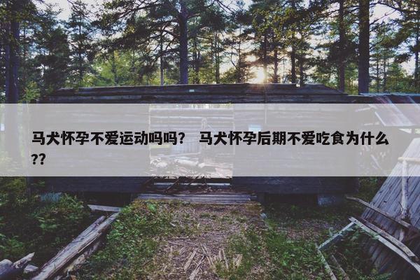 马犬怀孕不爱运动吗吗？ 马犬怀孕后期不爱吃食为什么?？