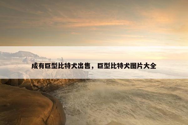 成有巨型比特犬出售，巨型比特犬图片大全