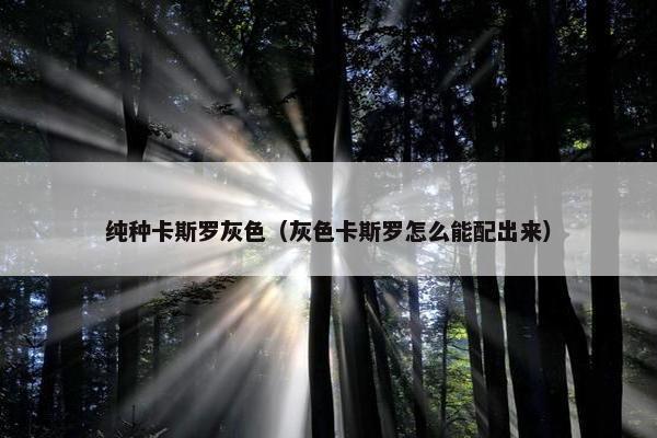 纯种卡斯罗灰色（灰色卡斯罗怎么能配出来）