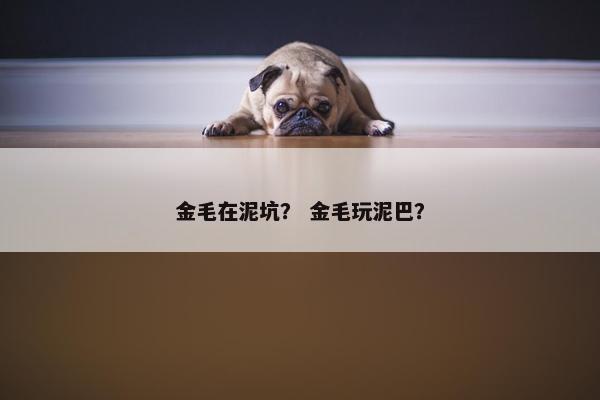 金毛在泥坑? 金毛玩泥巴?