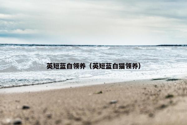 英短蓝白领养（英短蓝白猫领养）