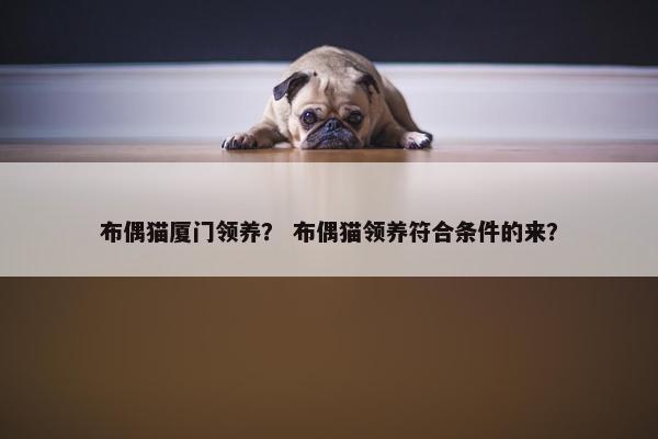 布偶猫厦门领养？ 布偶猫领养符合条件的来？