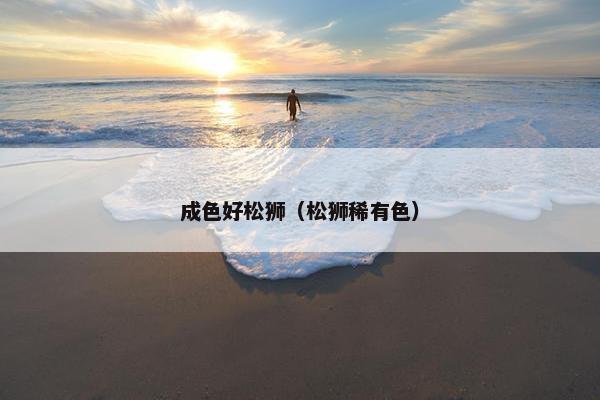 成色好松狮（松狮稀有色）