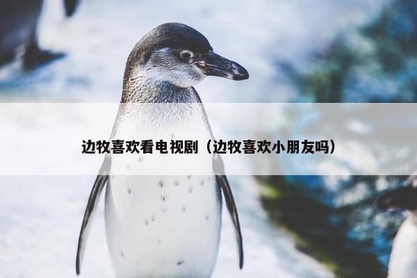 边牧喜欢看电视剧（边牧喜欢小朋友吗）