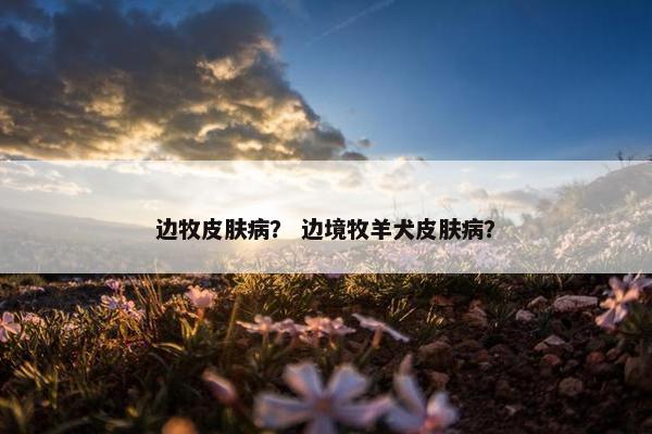 边牧皮肤病? 边境牧羊犬皮肤病?
