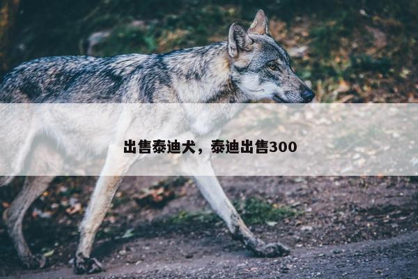 出售泰迪犬，泰迪出售300