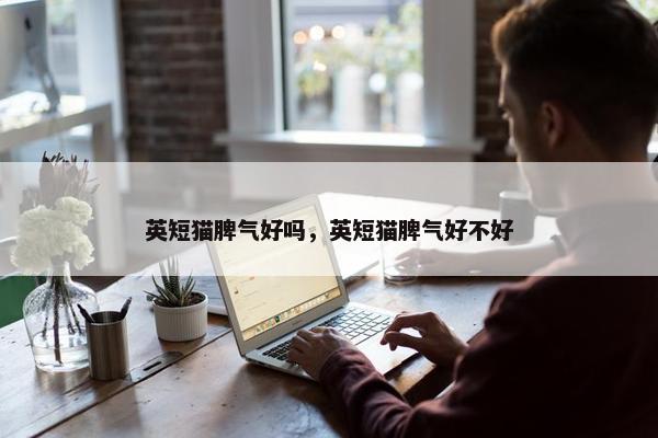 英短猫脾气好吗，英短猫脾气好不好