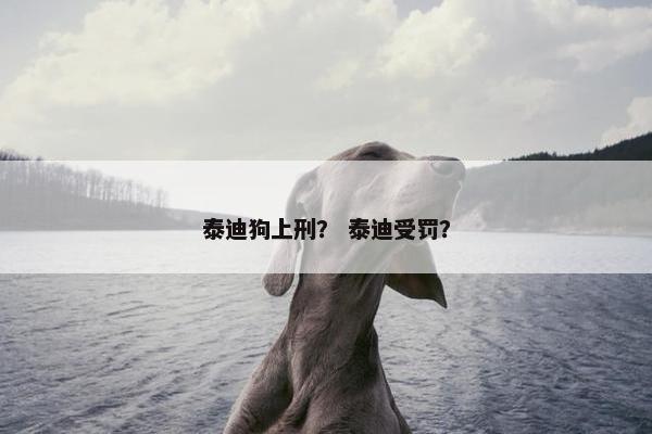 泰迪狗上刑？ 泰迪受罚？