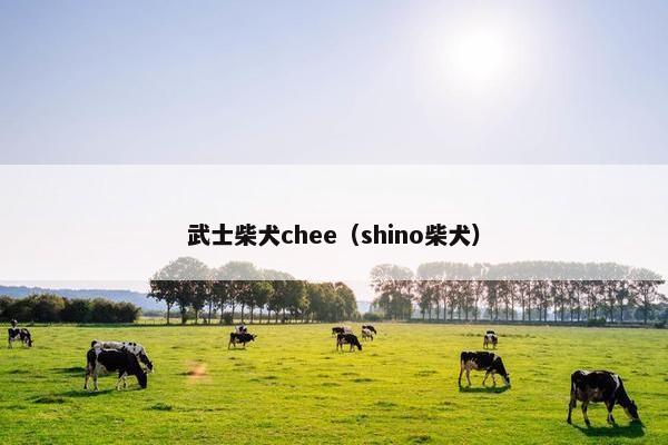 武士柴犬chee（shino柴犬）