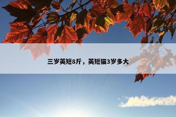 三岁英短8斤，英短猫3岁多大