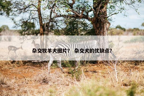 杂交牧羊犬图片？ 杂交犬的优缺点？