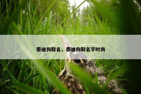 泰迪狗取名，泰迪狗取名字时尚