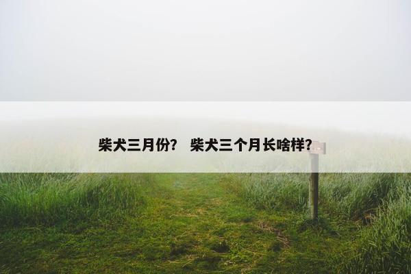 柴犬三月份？ 柴犬三个月长啥样？
