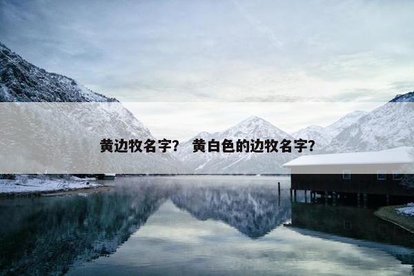 黄边牧名字？ 黄白色的边牧名字？