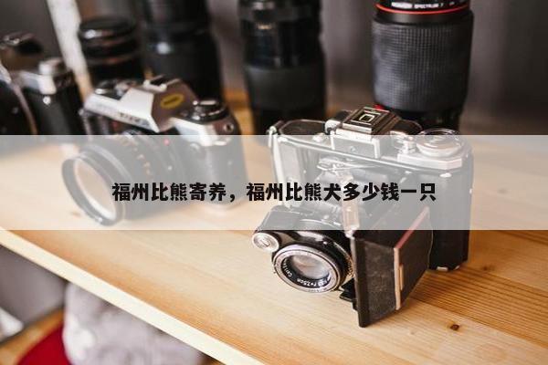 福州比熊寄养，福州比熊犬多少钱一只