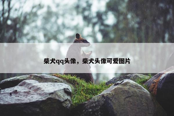 柴犬qq头像，柴犬头像可爱图片