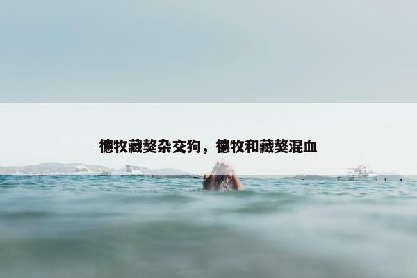 德牧藏獒杂交狗，德牧和藏獒混血
