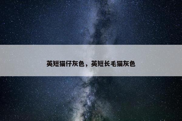英短猫仔灰色，英短长毛猫灰色