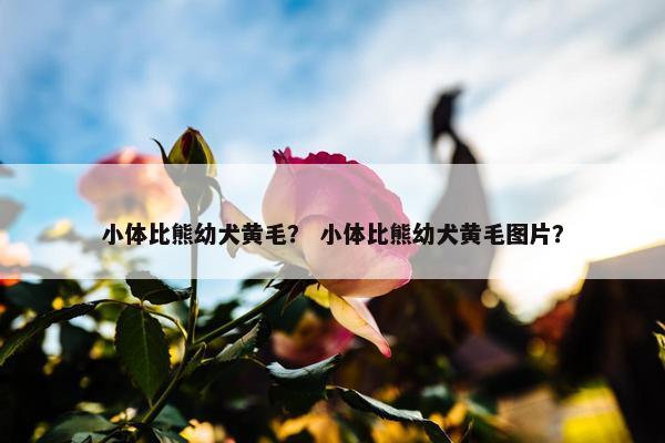 小体比熊幼犬黄毛？ 小体比熊幼犬黄毛图片？