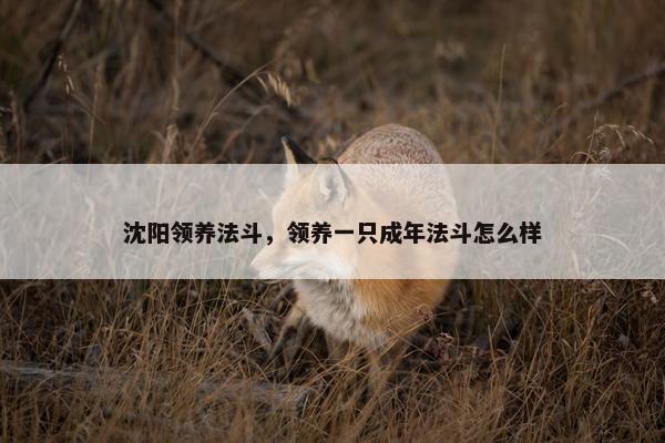 沈阳领养法斗，领养一只成年法斗怎么样