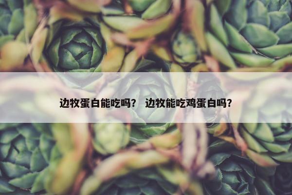 边牧蛋白能吃吗？ 边牧能吃鸡蛋白吗？