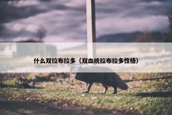 什么双拉布拉多（双血统拉布拉多性格）