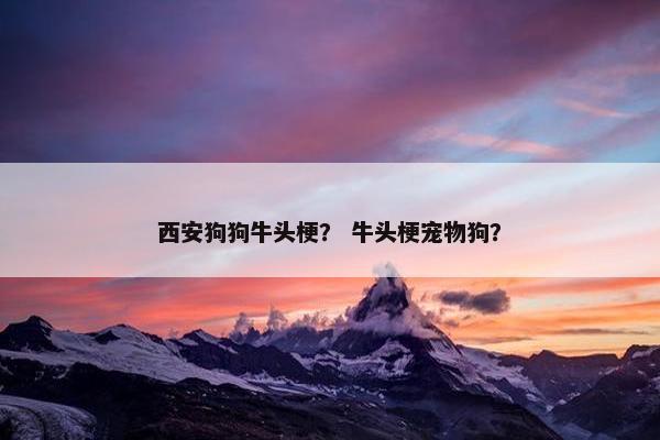 西安狗狗牛头梗？ 牛头梗宠物狗？