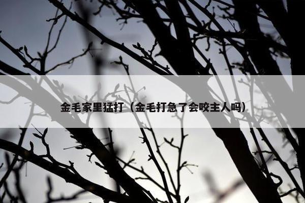 金毛家里猛打（金毛打急了会咬主人吗）