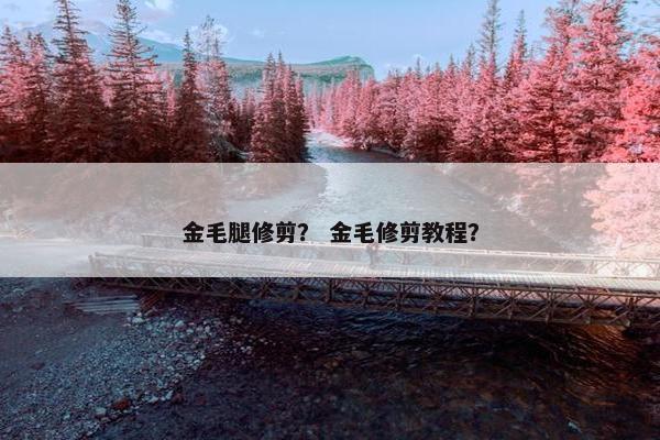 金毛腿修剪？ 金毛修剪教程？