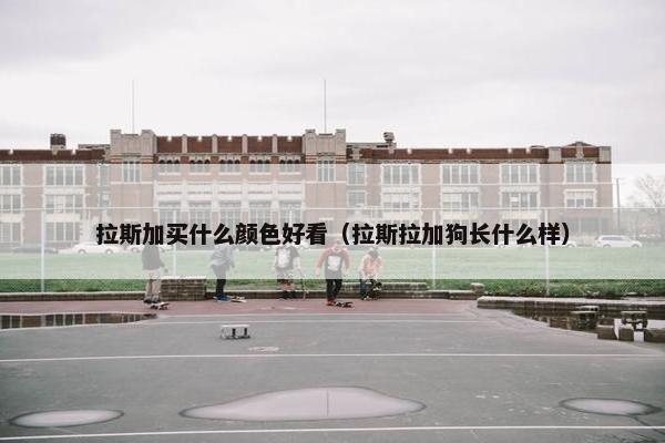拉斯加买什么颜色好看（拉斯拉加狗长什么样）