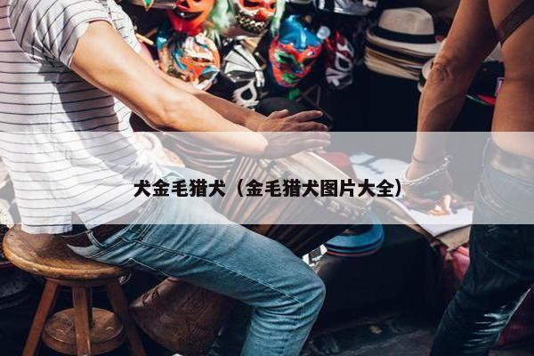 犬金毛猎犬（金毛猎犬图片大全）