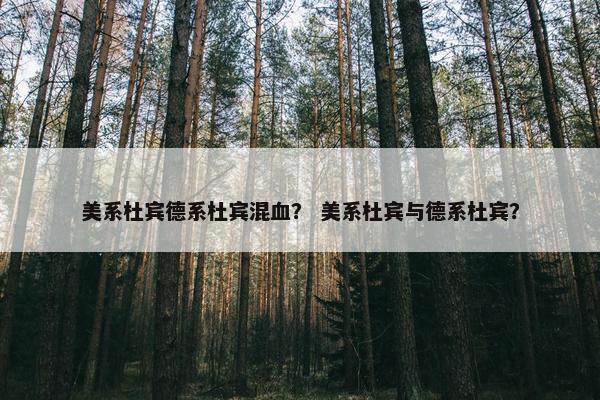 美系杜宾德系杜宾混血？ 美系杜宾与德系杜宾？