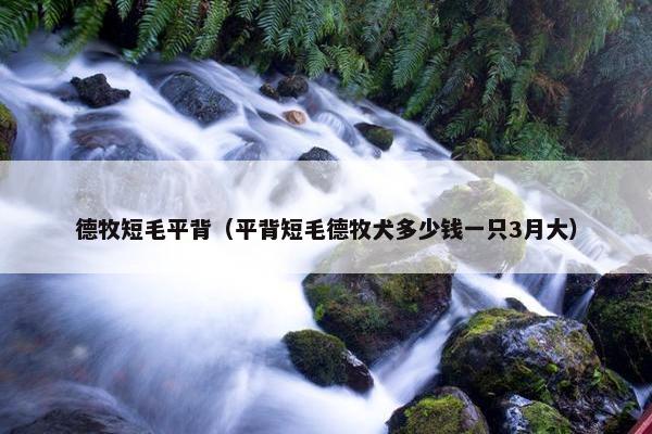 德牧短毛平背（平背短毛德牧犬多少钱一只3月大）