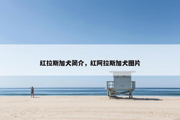 红拉斯加犬简介，红阿拉斯加犬图片