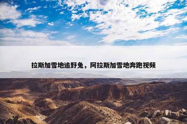 拉斯加雪地追野兔，阿拉斯加雪地奔跑视频