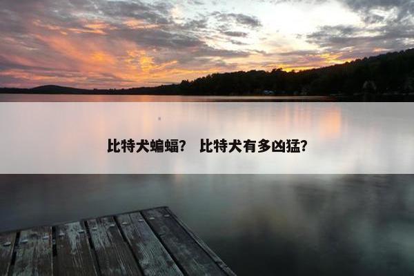 比特犬蝙蝠？ 比特犬有多凶猛？