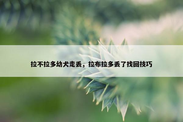 拉不拉多幼犬走丢，拉布拉多丢了找回技巧