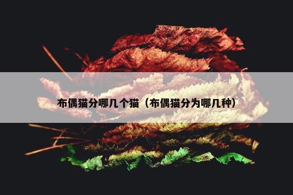 布偶猫分哪几个猫（布偶猫分为哪几种）
