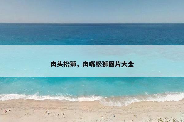 肉头松狮，肉嘴松狮图片大全