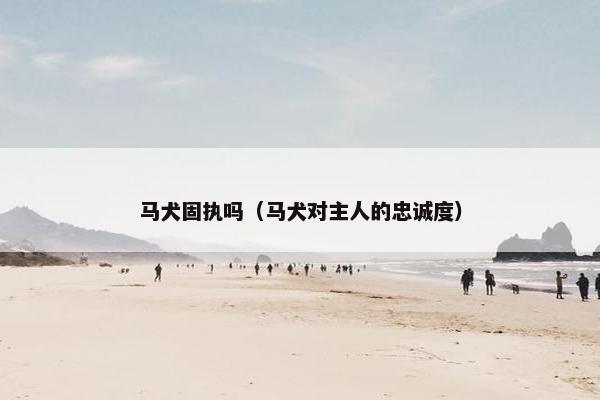 马犬固执吗（马犬对主人的忠诚度）