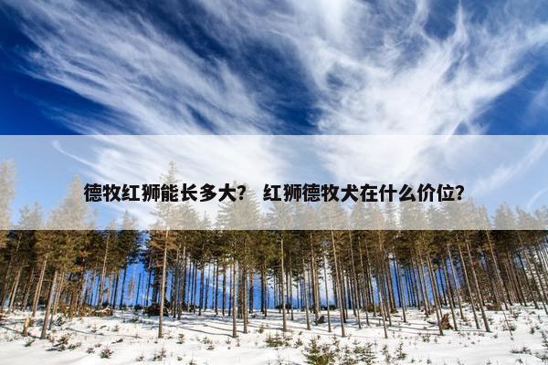 德牧红狮能长多大? 红狮德牧犬在什么价位?