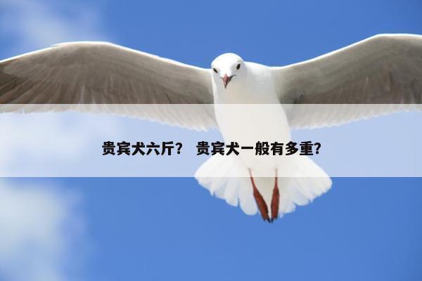 贵宾犬六斤？ 贵宾犬一般有多重？