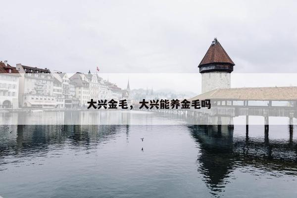 大兴金毛，大兴能养金毛吗