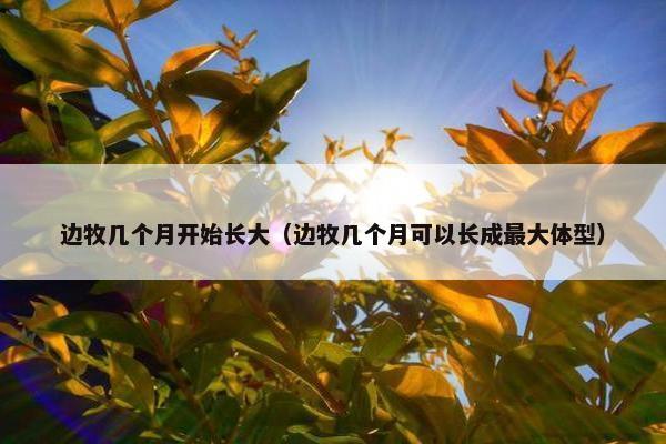 边牧几个月开始长大（边牧几个月可以长成最大体型）