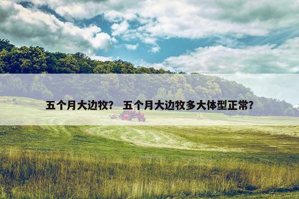 五个月大边牧？ 五个月大边牧多大体型正常？