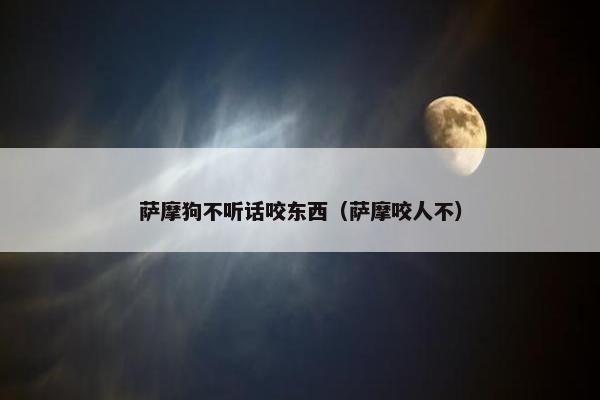 萨摩狗不听话咬东西（萨摩咬人不）