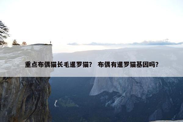 重点布偶猫长毛暹罗猫? 布偶有暹罗猫基因吗?