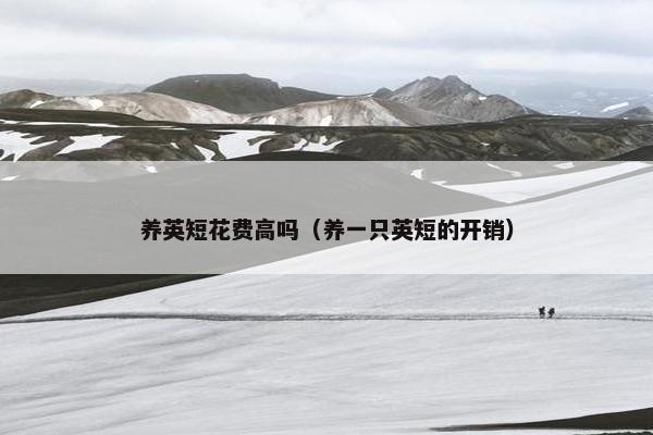 养英短花费高吗（养一只英短的开销）