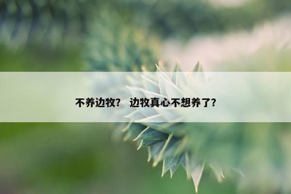 不养边牧？ 边牧真心不想养了？