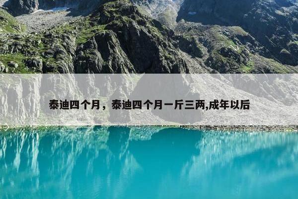 泰迪四个月，泰迪四个月一斤三两,成年以后